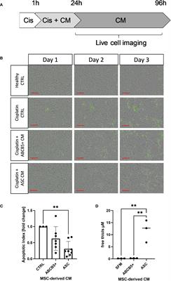 Clinical-grade human skin-derived ABCB5+ mesenchymal stromal cells exert anti-apoptotic and anti-inflammatory effects in vitro and modulate mRNA expression in a cisplatin-induced kidney injury murine model